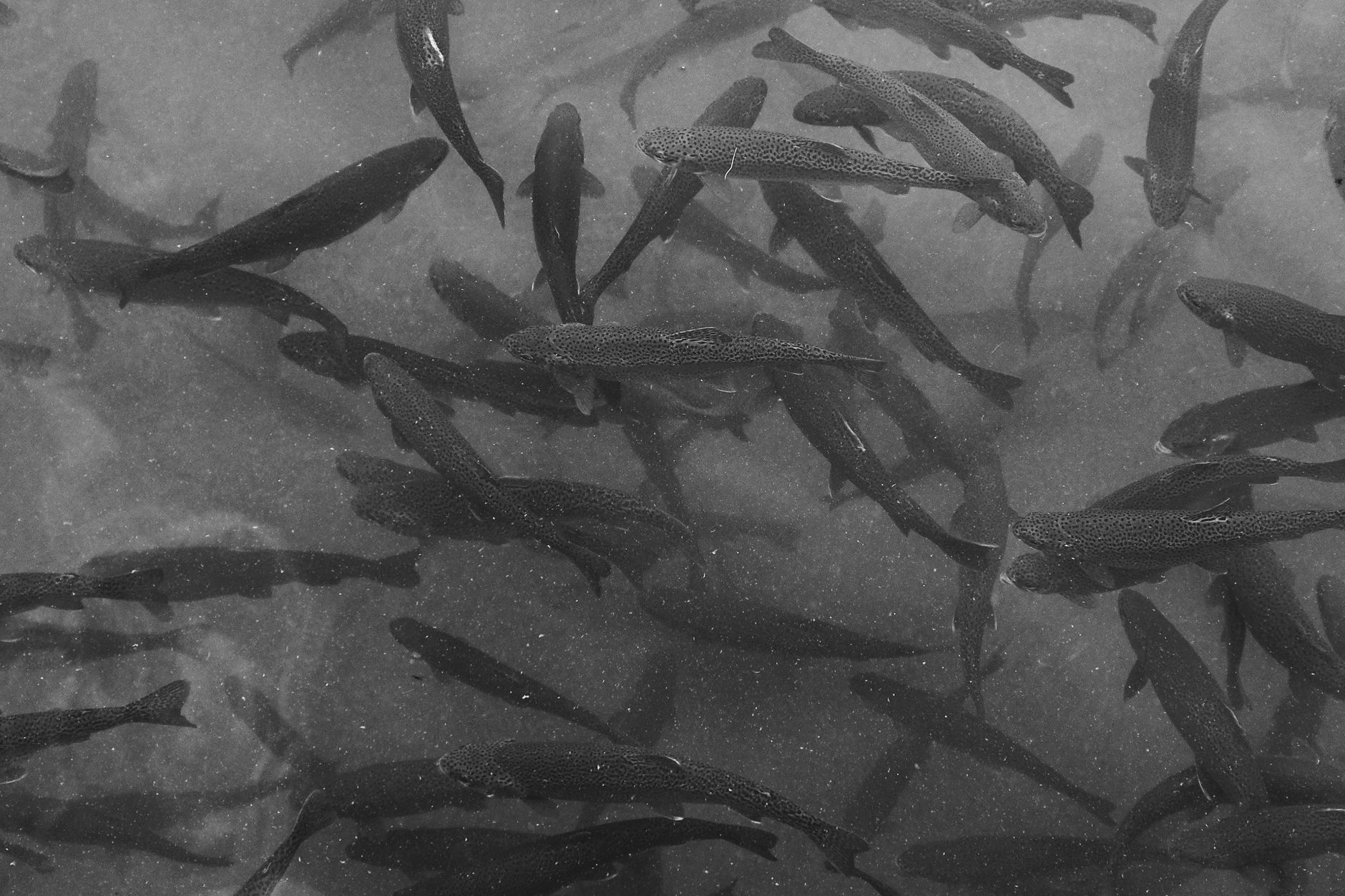 Forel amandine